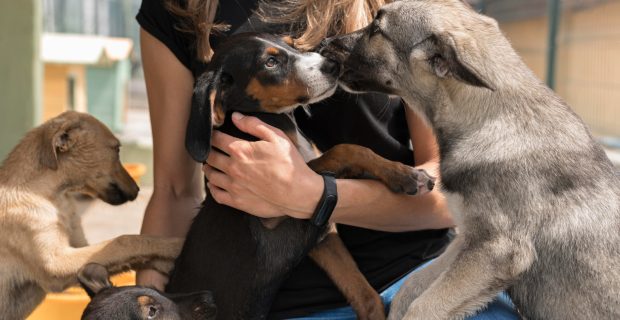 cães abrigo