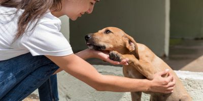 Dezembro Verde reforça a conscientização de combate ao abandono de animais