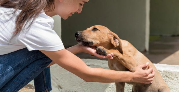 Dezembro Verde reforça a conscientização de combate ao abandono de animais