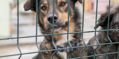 Número de animais de rua eutanasiados em Portugal aumenta em 2024