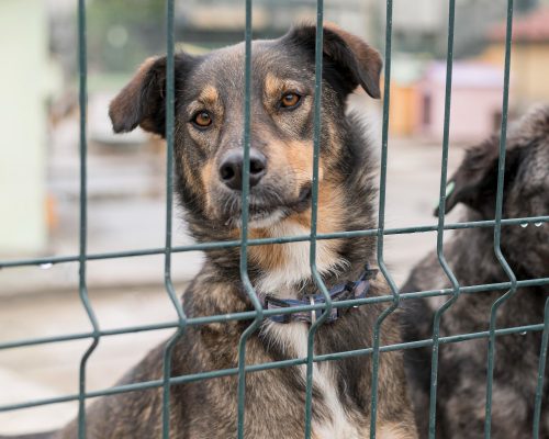 Número de animais de rua eutanasiados em Portugal aumenta em 2024