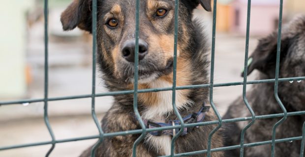 Número de animais de rua eutanasiados em Portugal aumenta em 2024