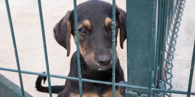 Pesquisa mostra que mais de 75% dos casos de abandono ocorrem em áreas urbanas