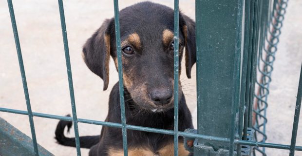 Pesquisa mostra que mais de 75% dos casos de abandono ocorrem em áreas urbanas