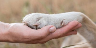 Janeiro Branco: dicas essenciais para cuidar da saúde mental dos pets