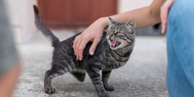 Atitudes dos tutores podem causar estresse e medo nos gatos