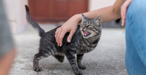 Atitudes dos tutores podem causar estresse e medo nos gatos