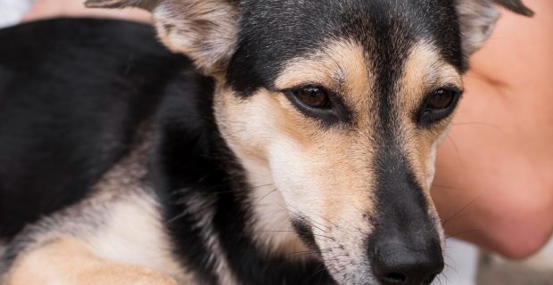cachorro deitado