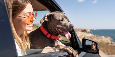 Férias: Descubra como garantir a segurança dos pets durante as viagens
