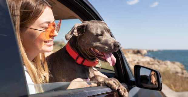 Férias: Descubra como garantir a segurança dos pets durante as viagens