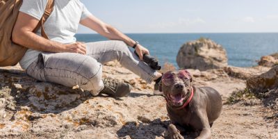 Vetnil dá dicas de cuidados com os pets nas viagens de férias