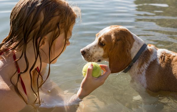 Verão aumenta demanda de cuidados com pulgas e carrapatos