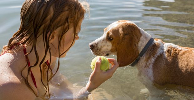 Verão aumenta demanda de cuidados com pulgas e carrapatos