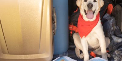 Planejar férias seguras e sem estresse com o seu pet é possível