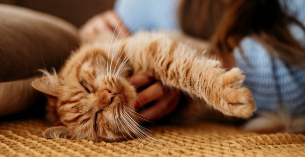 carinho em gatos