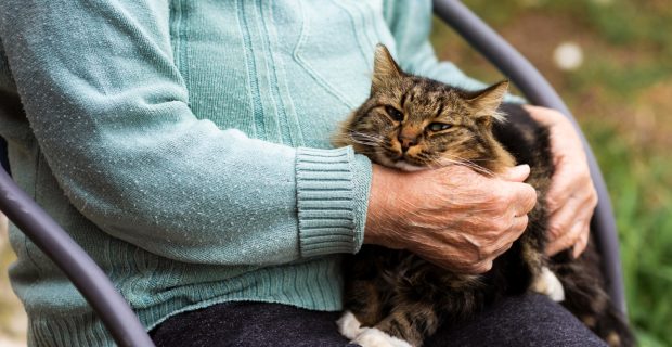 gatos idosos precisam de cuidados