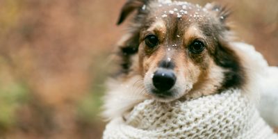 cachorro no inverno