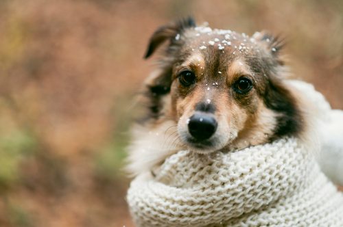 cachorro no inverno