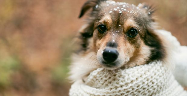 cachorro com frio