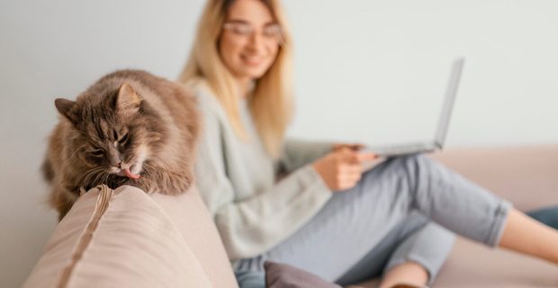 gato.jpg