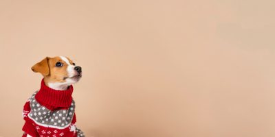 cachorro branco e caramelo com roupa de frio