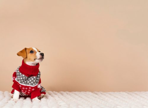 cachorro branco e caramelo com roupa de frio