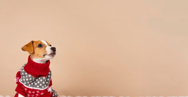cachorro branco e caramelo com roupa de frio