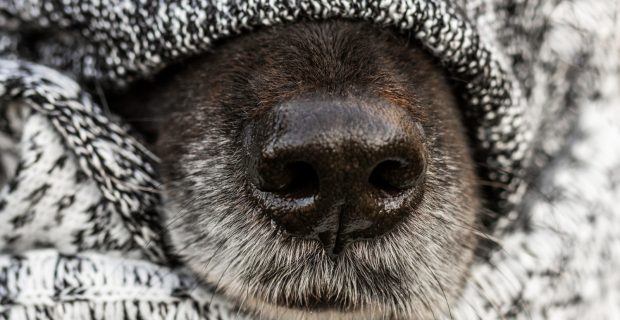 cachorro com frio