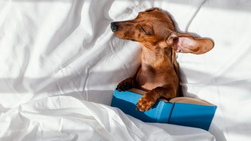 CACHORRO DORMINDO NA CAMA