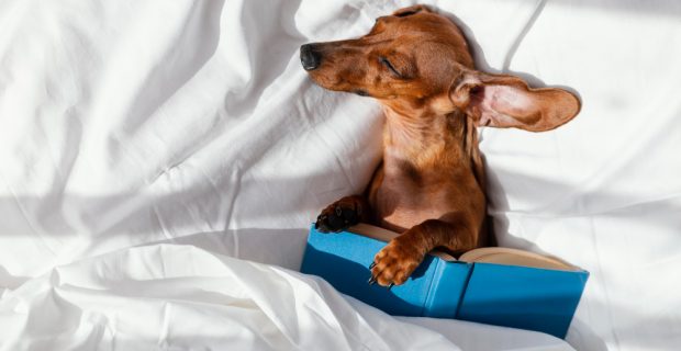 CACHORRO DORMINDO NA CAMA