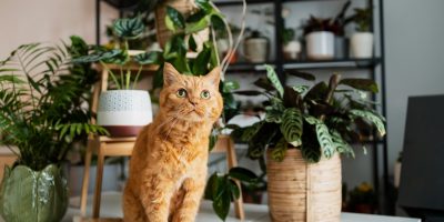 plantas e pets