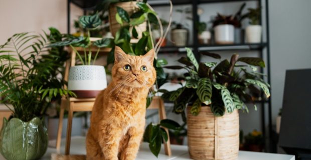 plantas e pets
