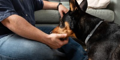 Lidar com a perda de um pet é um desafio para os tutores