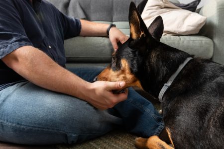 Lidar com a perda de um pet é um desafio para os tutores