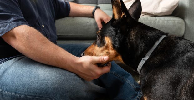 Lidar com a perda de um pet é um desafio para os tutores