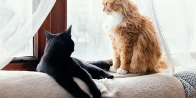 Introduzir um novo gato na casa pode ser um desafio para os tutores
