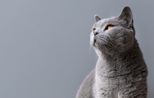 gato cinza