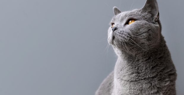 gato cinza