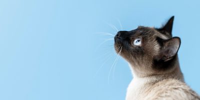 gato fundo azul