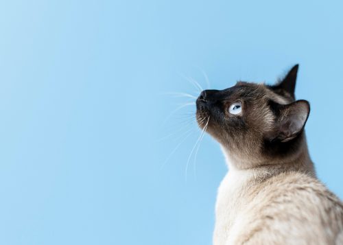 gato fundo azul