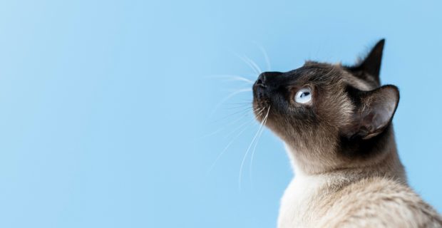 gato fundo azul