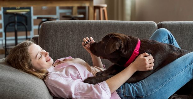 Comportamentos de cães adquiridos durante a Covid-19 afetam relação com tutores