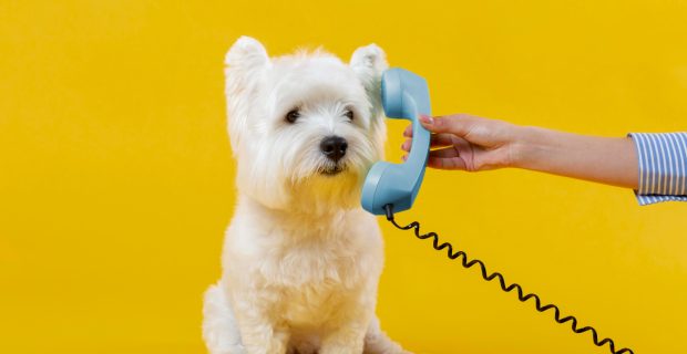 Animais utilizam diversos canais para se comunicar entre si