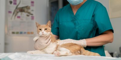 gato veterinário