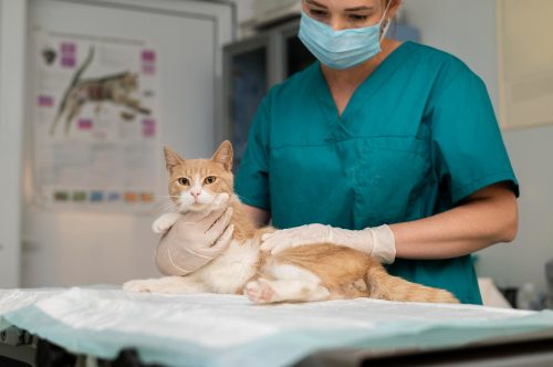 gato veterinário