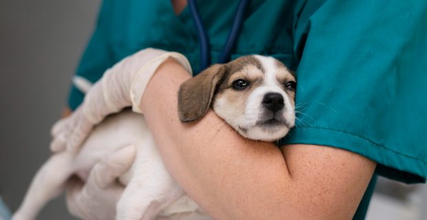 cão doente