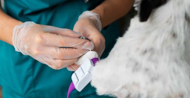doação de sangue