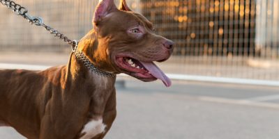 Santa Catarina regulamenta lei que restringe criação e circulação de pit bulls e outras 10 raças