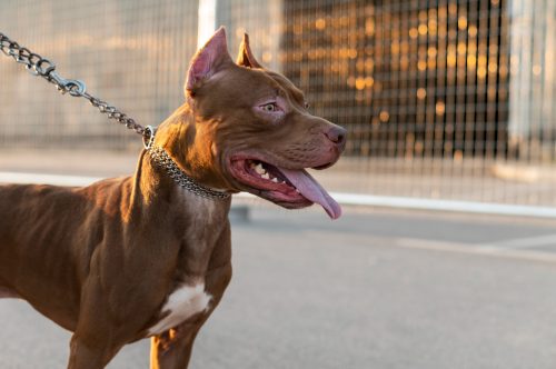 Santa Catarina regulamenta lei que restringe criação e circulação de pit bulls e outras 10 raças
