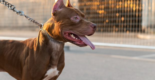 Santa Catarina regulamenta lei que restringe criação e circulação de pit bulls e outras 10 raças